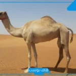 تفسير حلم ذبح الجمل في المنام للمرأة العزباء والمتزوجة عند ابن سيرين
