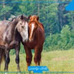 تفسير حلم ركوب الخيل في المنام للعزباء مع شخص أعرفه لابن سيرين
