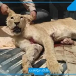 تفسير حلم قتل الاسد في المنام للرجل والمرأة المتزوجة لابن سيرين