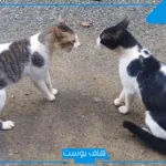 تفسير حلم رؤية قط معصب في المنام لابن سيرين والخوف منها