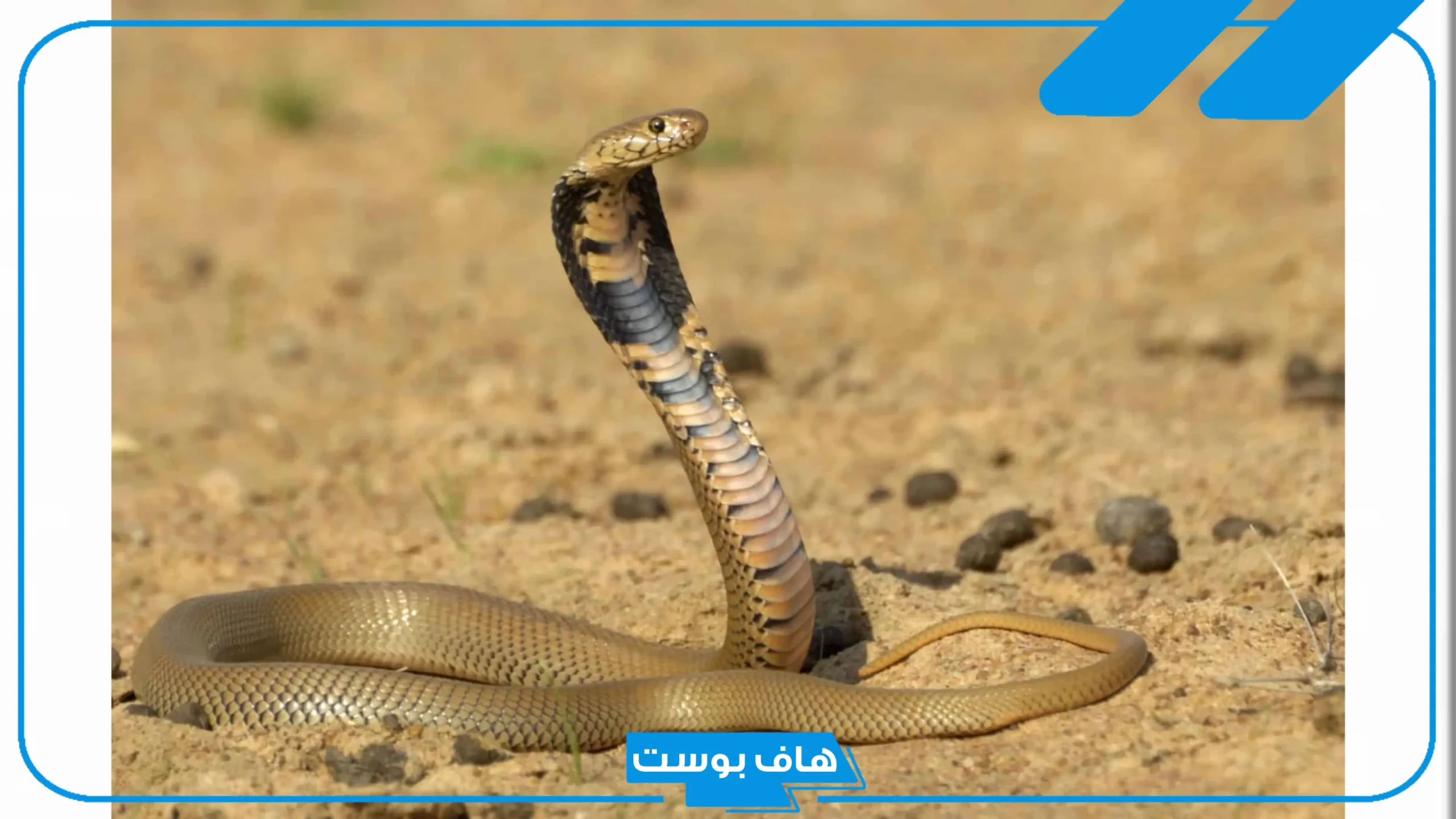 تفسير حلم قتل الحيه في المنام للمرأة المتزوجة والعزباء للعالم ابن سيرين