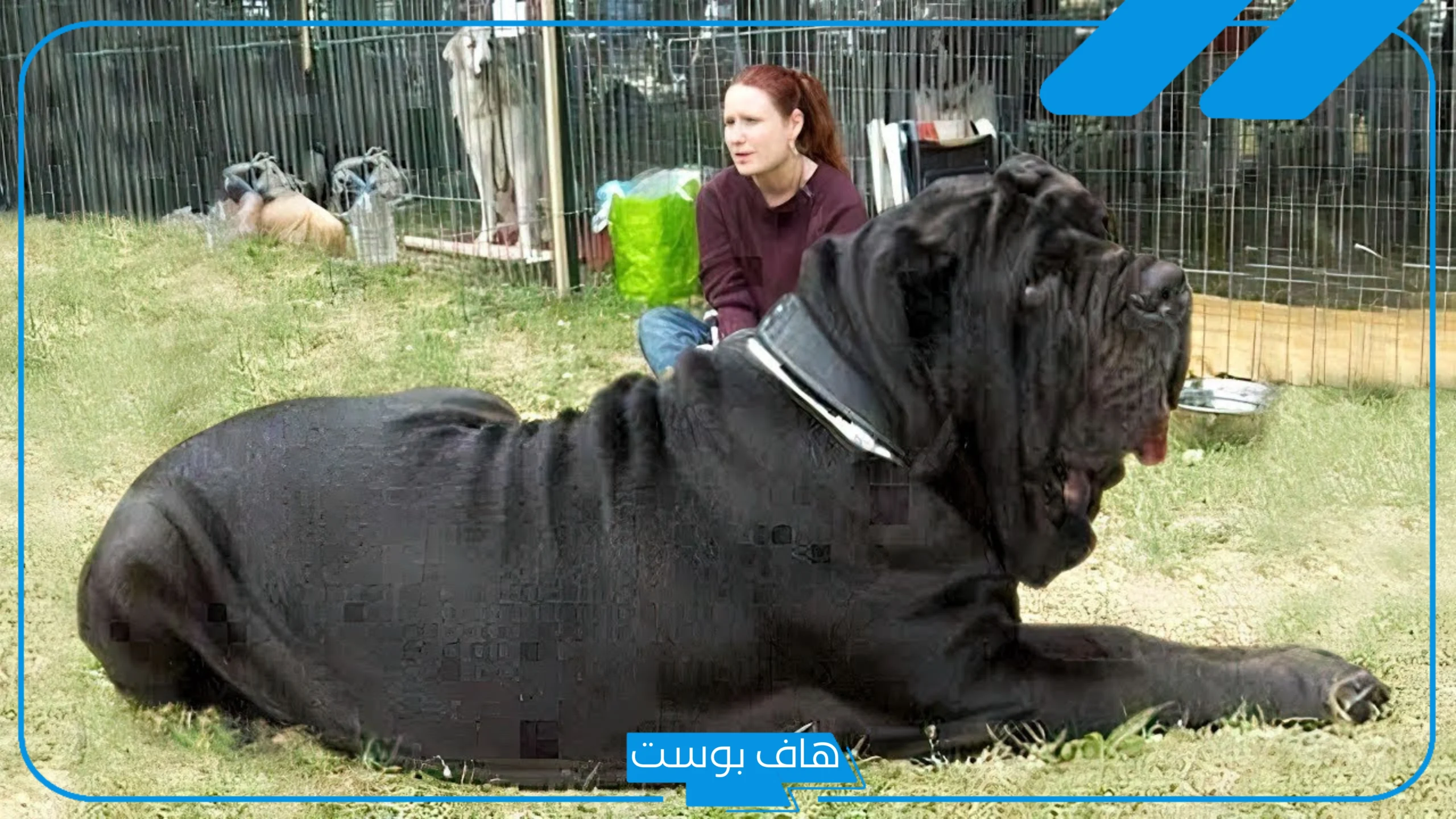 تفسير حلم كلب كبير الحجم أبيض وأسود والخوف منه لابن سيرين في المنام