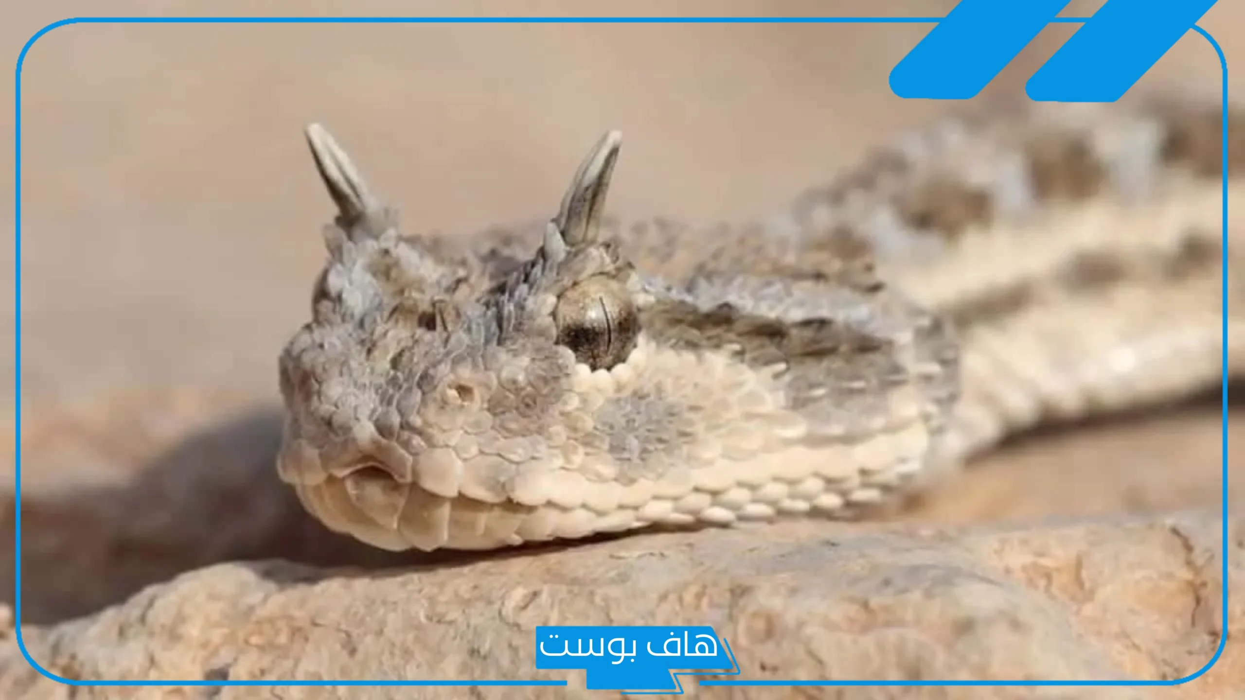 تفسير حلم لدغة الافعى في المنام للمراة المتزوجة في القدم