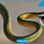 تفسير حلم عضة الثعبان في القدم واليد لابن سيرين في المنام