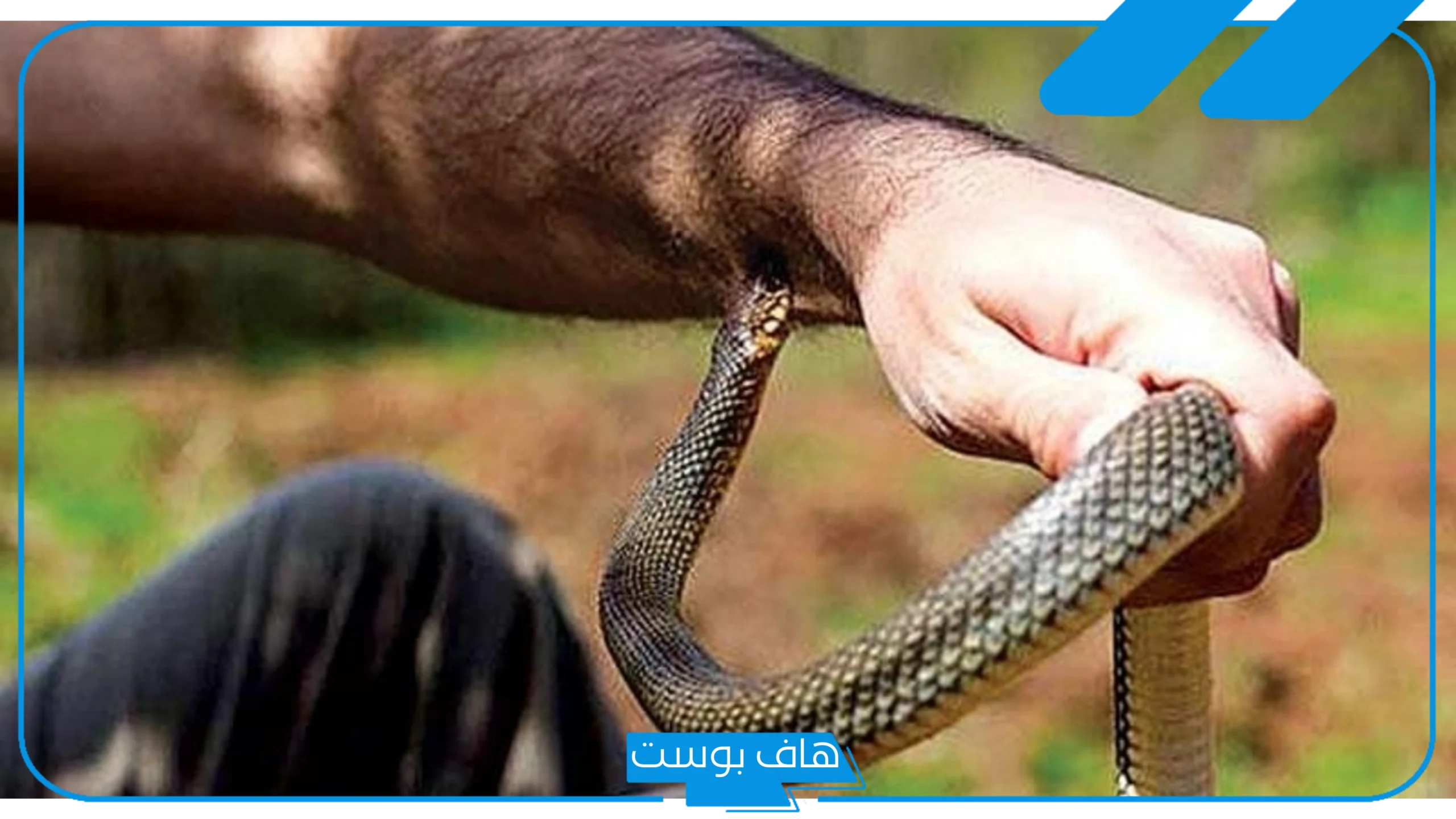 تفسير حلم لدغة الثعبان لشخص اخر وموته في المنام للعزباء لابن سيرين