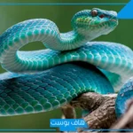 تفسير حلم لدغة الثعبان لشخص اخر وموته في المنام للعزباء لابن سيرين