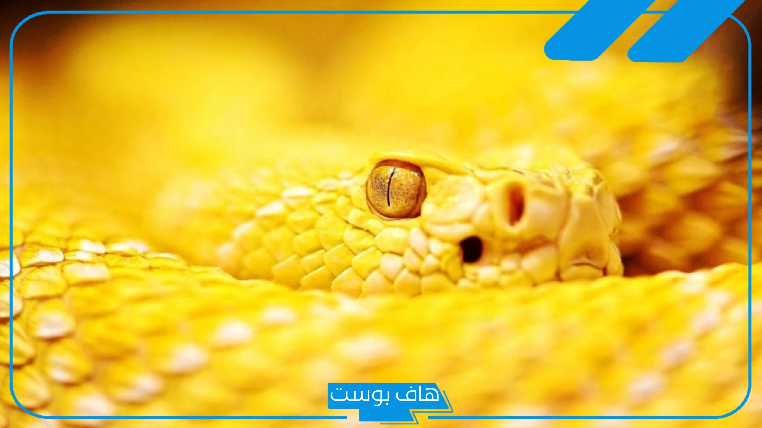 تفسير حلم الحية الصفراء في المنام تلاحقني داخل البيت للعزباء والرجل