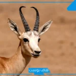 تفسير رؤية الغزال في المنام للرجل وذبحه في البيت لابن سيرين