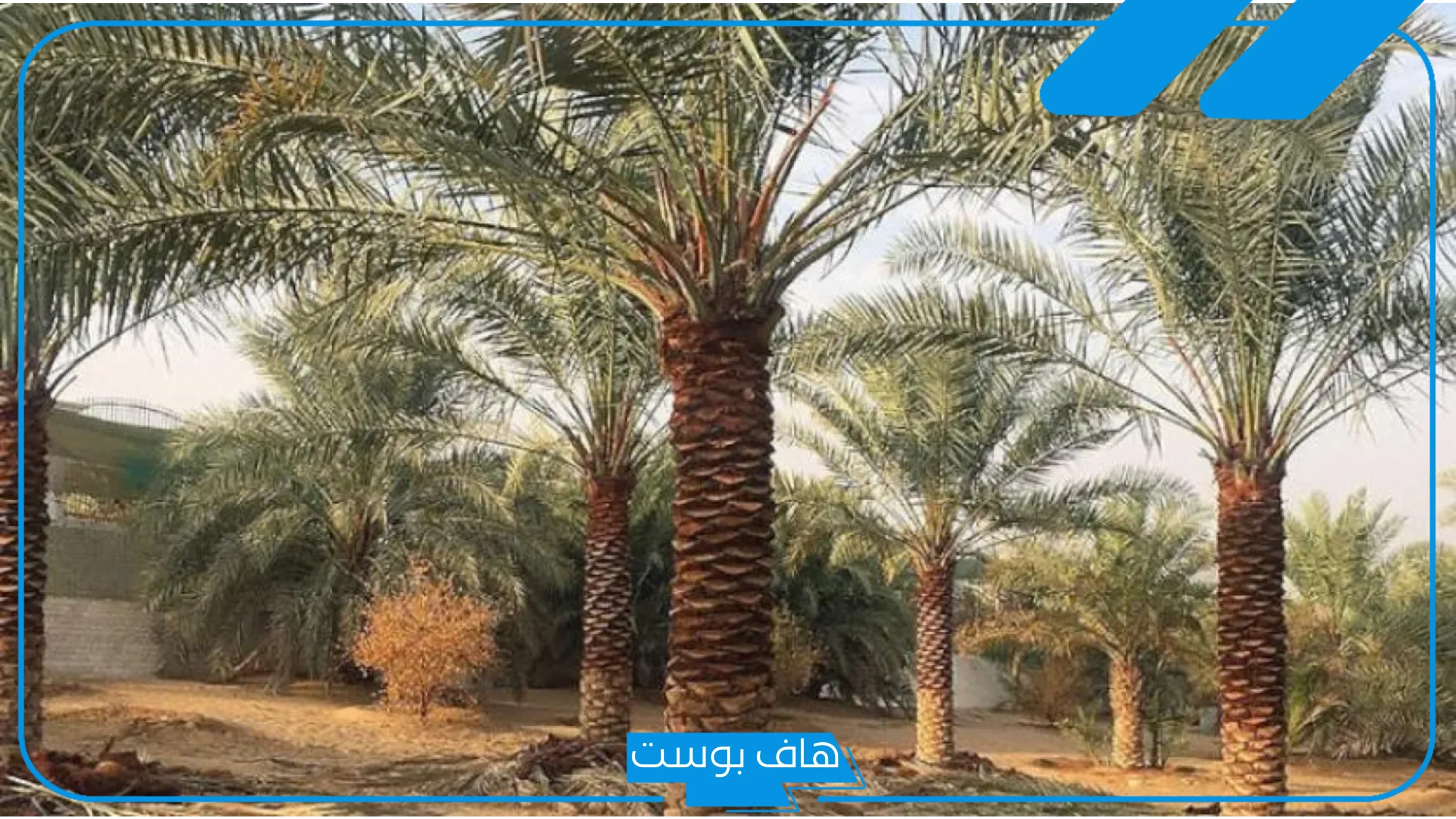 تفسير حلم رؤية النخلة في المنام للرجل المتزوج والمرأة المتزوجة لابن سيرين