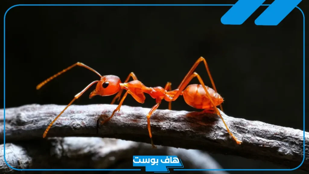 تفسير رؤية النمل في المنام للمتزوجة في المطبخ أو على الجسم في المنام لابن سيرين 
