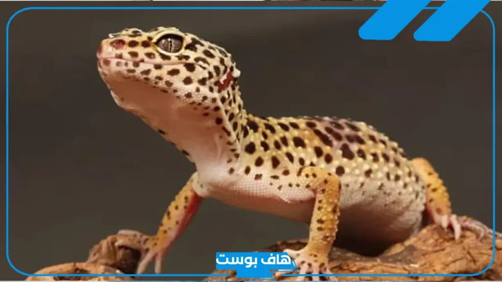 تفسير حلم البرص ورؤيته في المنام على اليد للمتزوجة والعزباء لابن سيرين