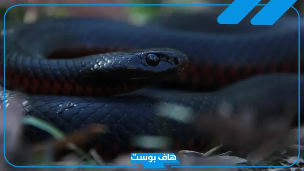 تفسير حلم الثعبان الأسود في المنام لابن سيرين داخل البيت