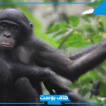 معلومات عن قرد اسود وحياته.. مزايا عامة للقرد الأسود