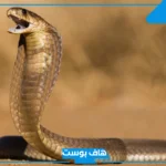 تفسير حلم رؤية ثعبان كبير في المنام والخوف منها للرجل المتزوج
