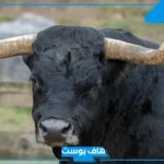 تفسير رؤية هجوم الثور في المنام للمرأة المتزوجة والمرأة العزباء لابن سيرين