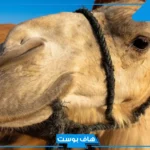 تفسير حلم الجمل الصغير في المنزل لابن سيرين للمرأة المتزوجة