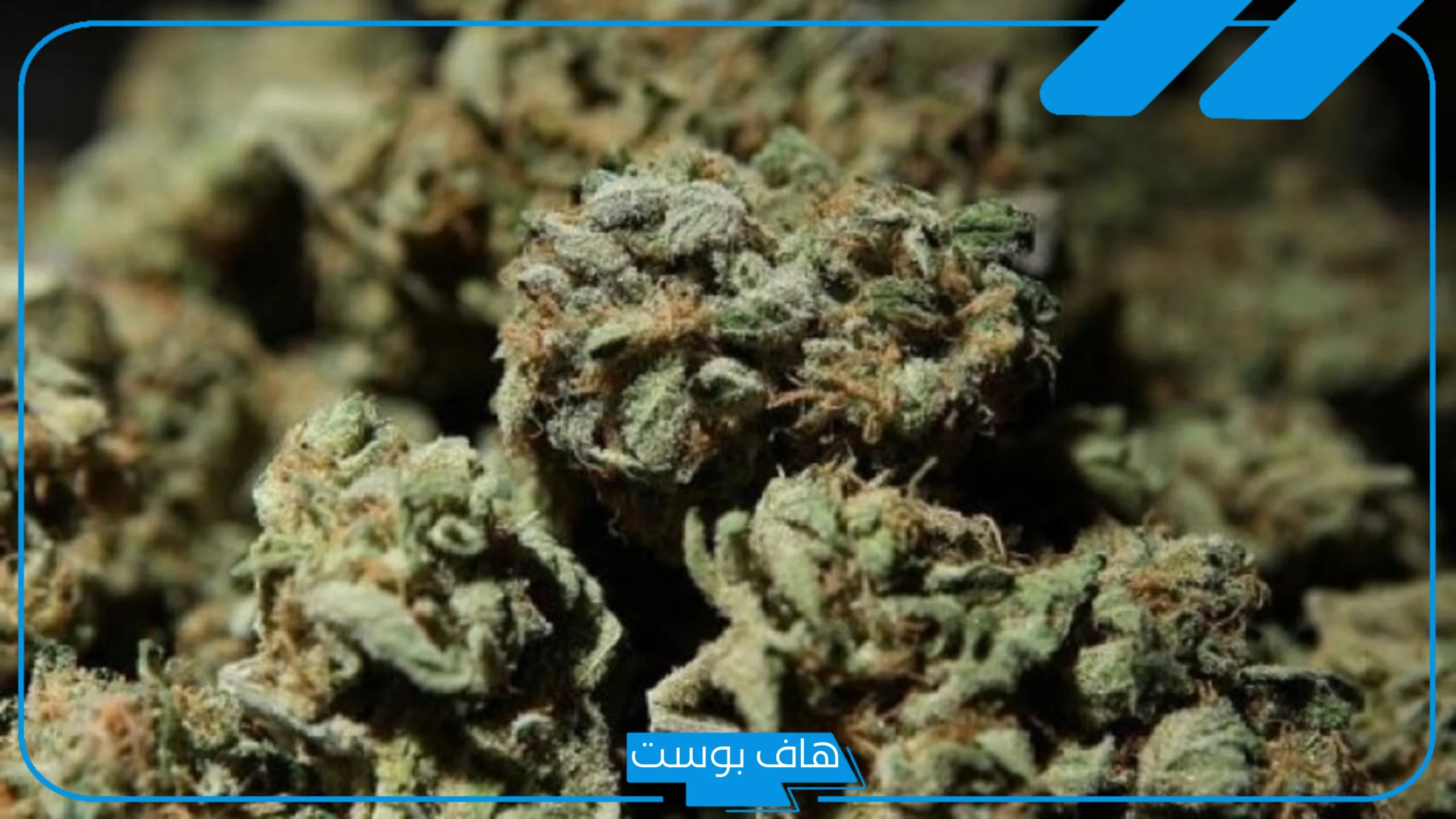 تفسير حلم رؤية الحشيش في المنام بني للرجل المتزوج لكبار العلماء