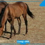 رؤية الحصان البني في المنام للمتزوجة في المنام لابن سيرين