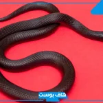 تفسير رؤية الداب الاسود في المنام للمتزوجة والعزباء لابن سيرين