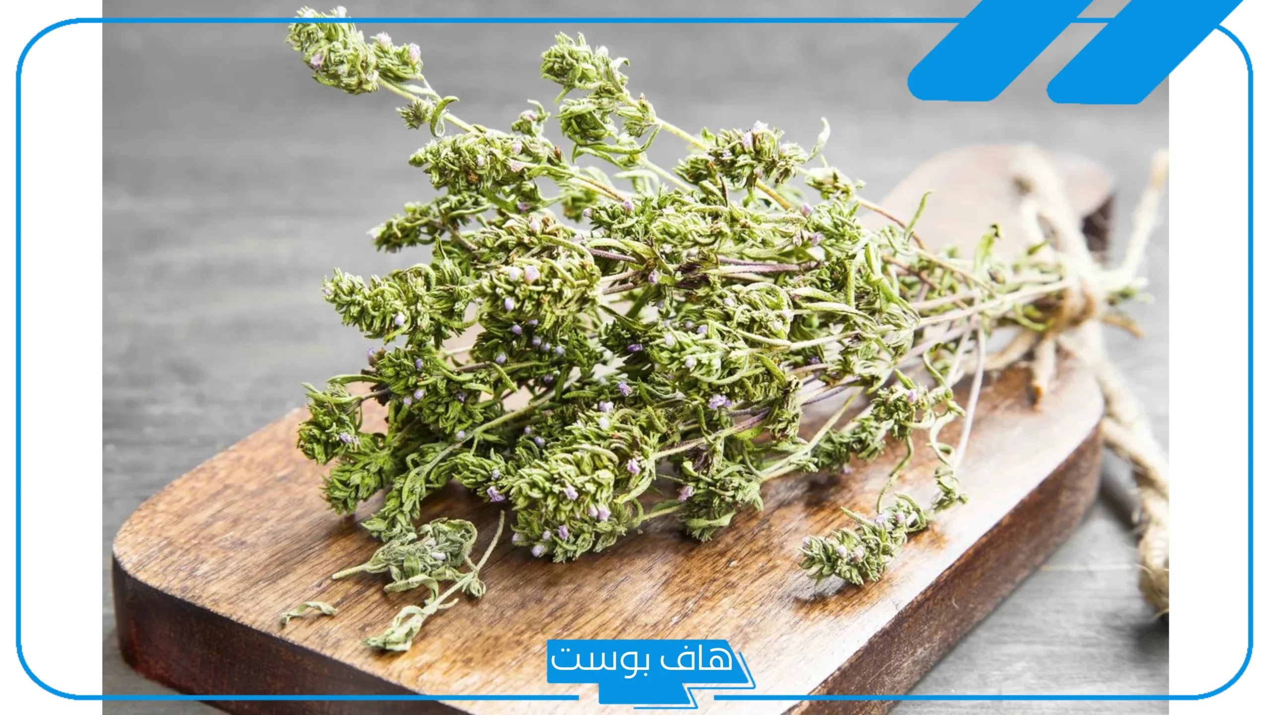 تفسير حلم الزعتر في المنام للرجل والمتزوجة والعزباء عند ابن سيرين