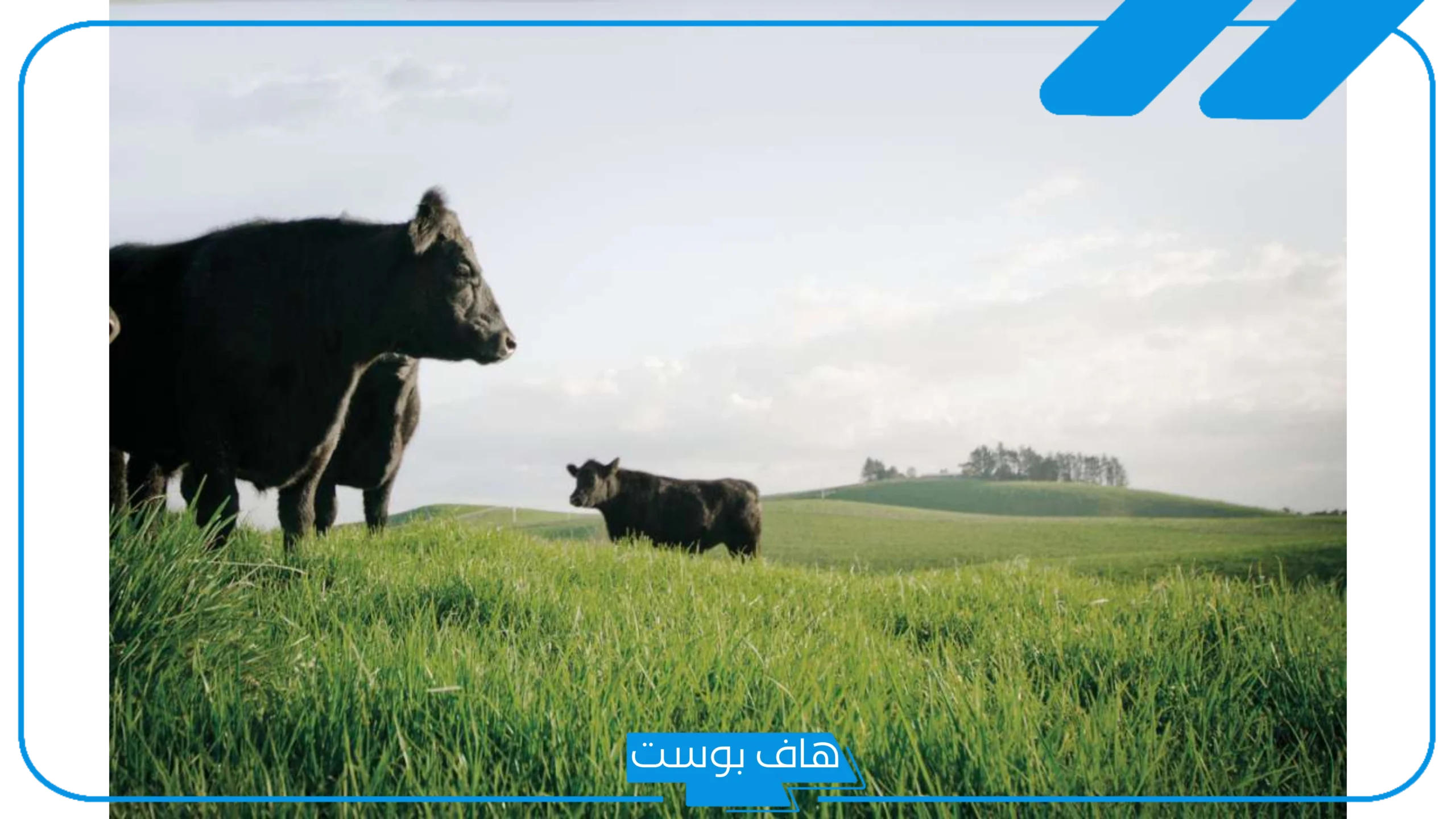 تفسير حلم العشب الاخضر في المنام للمتزوجة وقطفه لابن سيرين