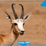تفسير رؤية الغزال في المنام للمرأة العزباء والحامل عند ابن سيرين 