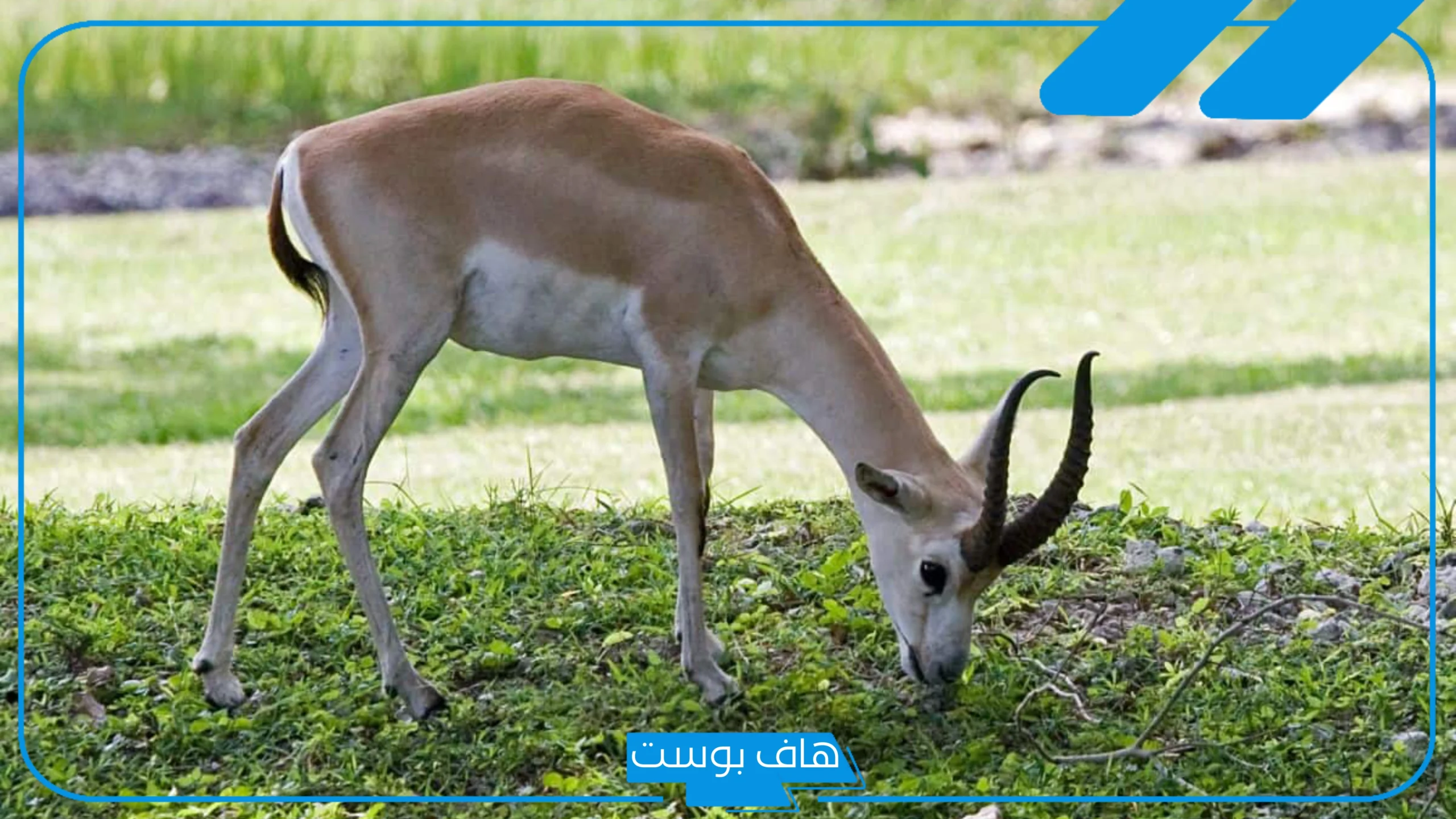 تفسير رؤية الغزال في المنام للرجل وذبحه في البيت لابن سيرين
