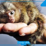 تفسير حلم رؤية القرد الصغير في المنام للحامل والعزباء للعالم ابن سيرين