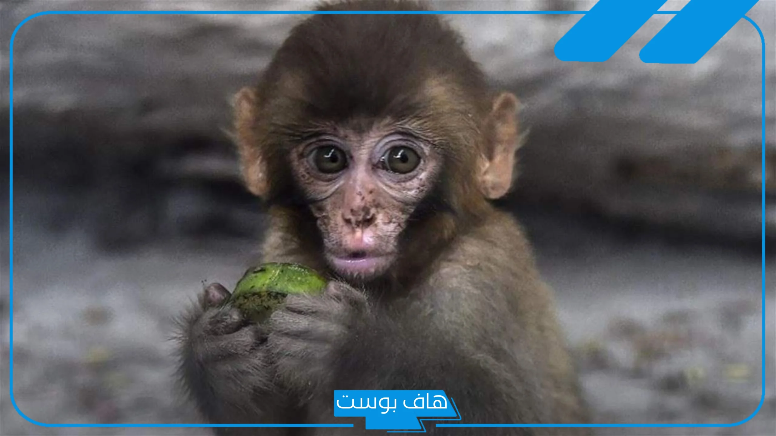 تفسير حلم رؤية القرد الصغير في المنام للحامل والعزباء للعالم ابن سيرين
