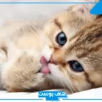 تفسير رؤية القطط في المنام للعزباء والمتزوجة في المنام لابن سيرين