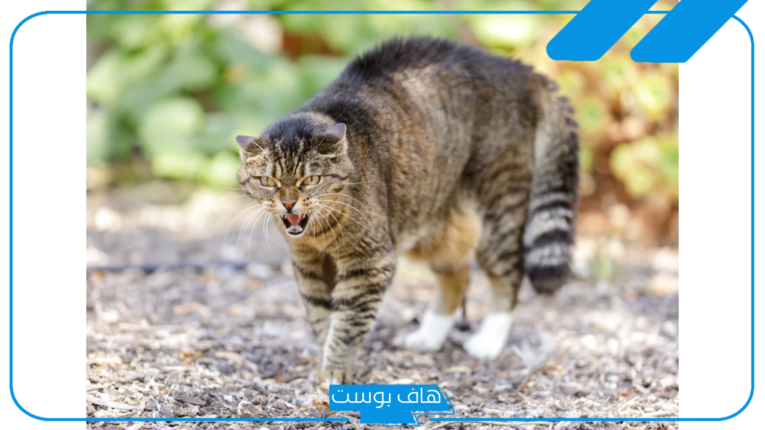 تفسير حلم رؤية قط معصب في المنام لابن سيرين والخوف منها