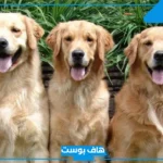تفسير رؤية الكلاب في المنام لابن سيرين ورمز هجومهم للعزباء