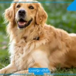 تفسير حلم كلب كبير الحجم أبيض وأسود والخوف منه لابن سيرين في المنام