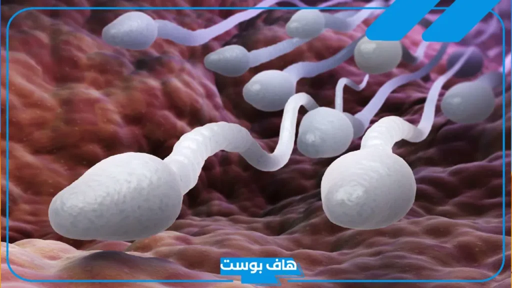 تفسير رؤية المني في المنام لرجل لا اعرفه للعزباء والحامل لابن سيرين