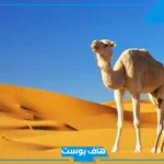 تفسير رؤية الناقة في المنام وولدها للمرأة المتزوجة عند العالم ابن سيرين