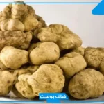 تفسير حلم رؤية الفقع في المنام وجمعه من الأرض للعالم ابن سيرين