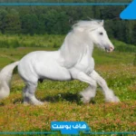 تفسير حلم رؤية الخيل في المنام ورمز الحصان في المنام لابن سيرين