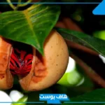 تجربتي مع القورو بالفوائد والأضرار وطرق الاستعمال