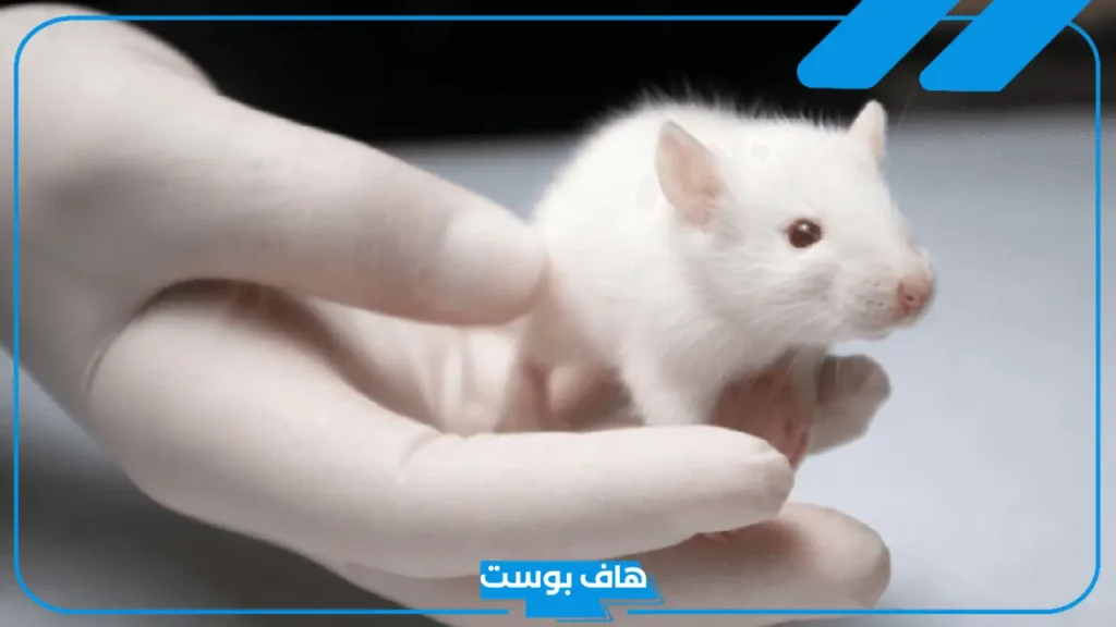 معلومات عن حياة الفار الابيض وشكله