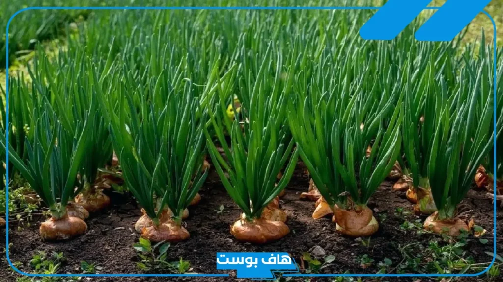 فوائد بصل اخضر طويل للبشرة والقولون والنساء والشعر