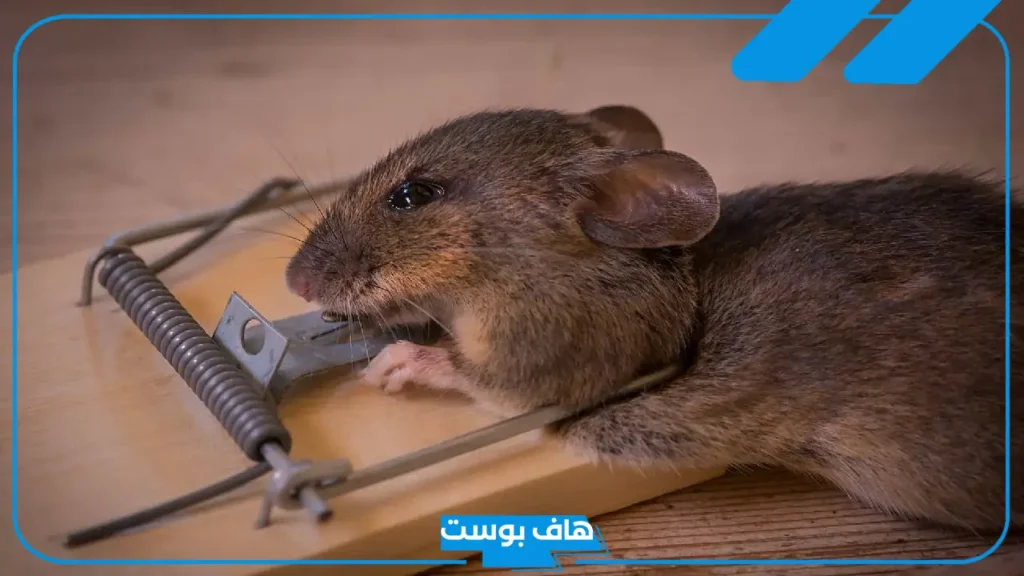 تفسير رؤية قتل الفار في المنام للعزباء والمطلقة لابن سيرين