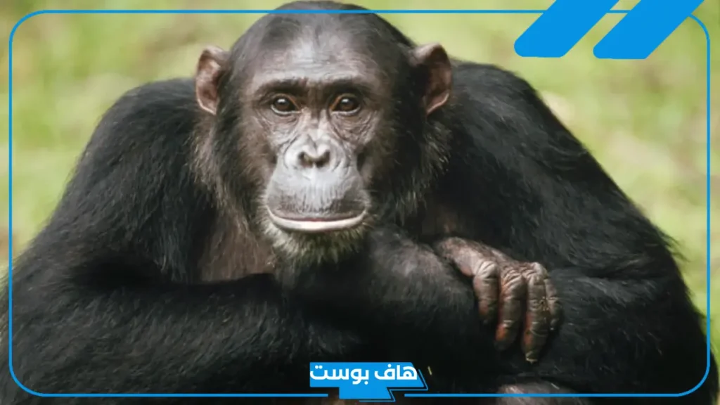 معلومات عن قرد اسود وحياته.. مزايا عامة للقرد الأسود