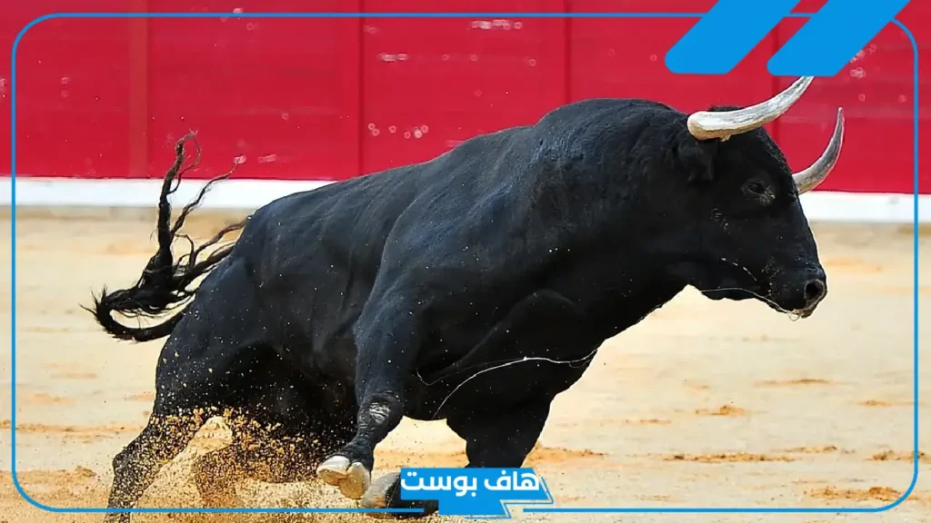 تفسير رؤية هجوم الثور في المنام للمرأة المتزوجة والمرأة العزباء لابن سيرين