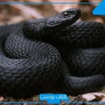 تفسير حلم رؤية الثعبان في المنام للرجل المتزوج وقتله للمتزوجة