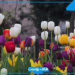 اجمل وردة في العالم بالمواصفات.. أجمل أنواع الزهور النادرة