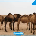 تجربتي حليب الابل للقولون كاملة.. فوائد حليب الإبل للمعدة