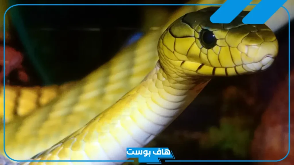 تفسير رؤية الافعى الصفراء في المنام تلدغني في رجلي لابن سيرين