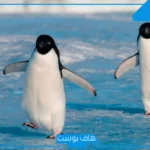 تفسير حلم البطريق في المنام لابن شاهين وابن سيرين للمتزوجة