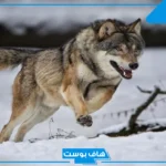 تفسير حلم قتل الذيب في المنام وهروبه عند العالم ابن سيرين للعذباء