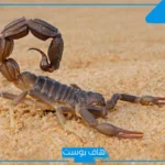 تفسير حلم العقرب السوداء في المنام للمرأة المطلقة والعزباء لابن سيرين